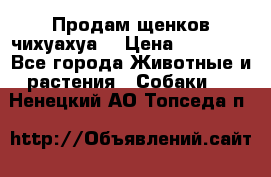 Продам щенков чихуахуа  › Цена ­ 10 000 - Все города Животные и растения » Собаки   . Ненецкий АО,Топседа п.